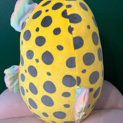 Squishmallows Dayton